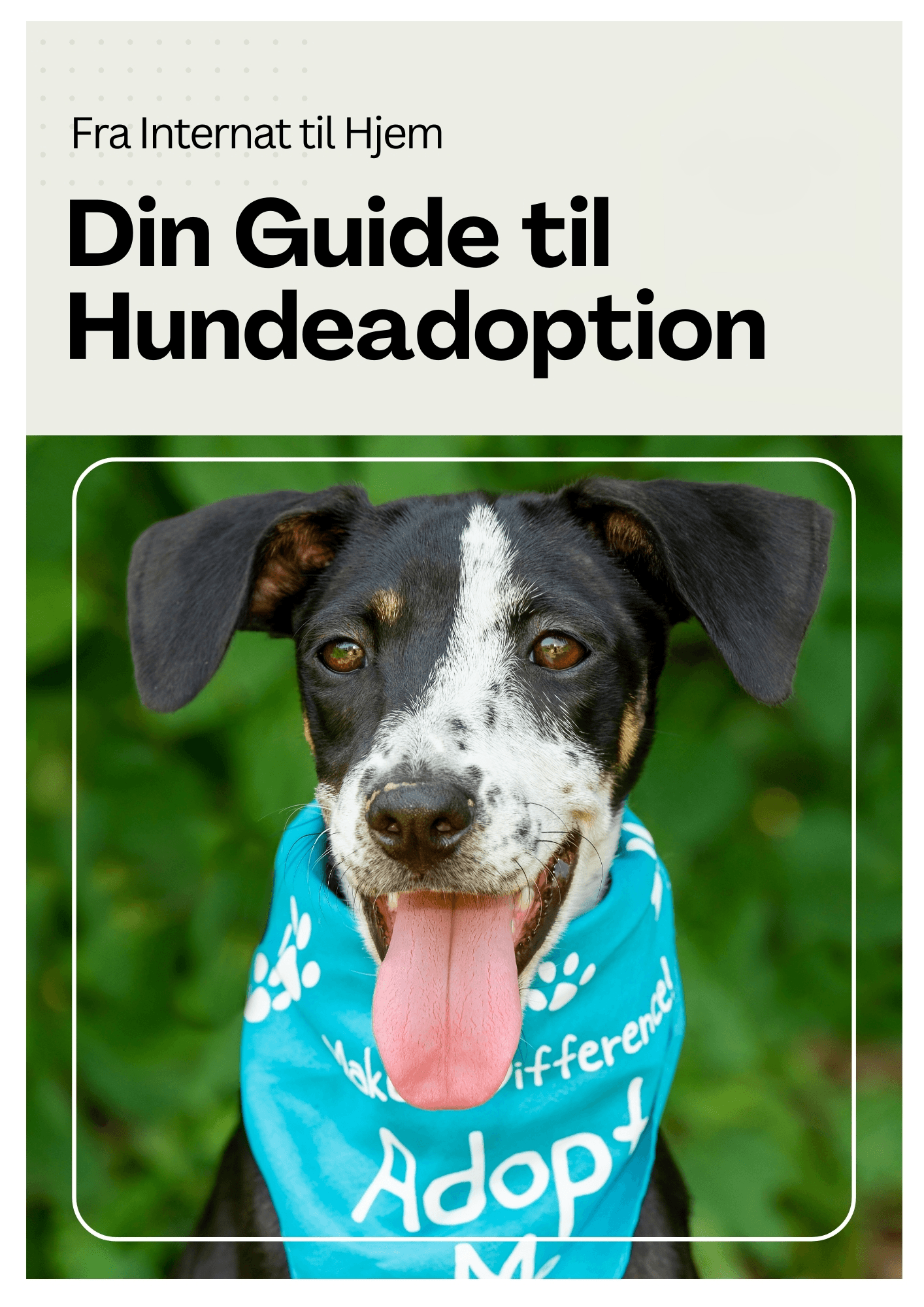 Din guide til hundeadoption